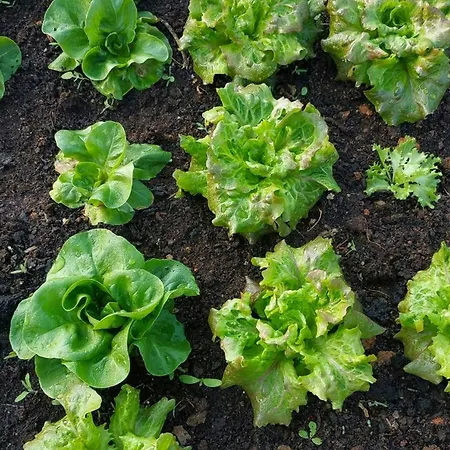 Hébergement de vacances Casale Con Giardini Officinali Tra Le Alpi *